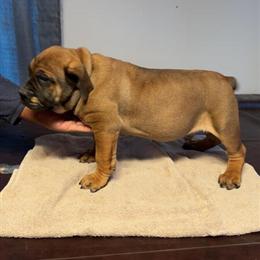 Female Boerboel Puppies for Sale in Sandusky, oh