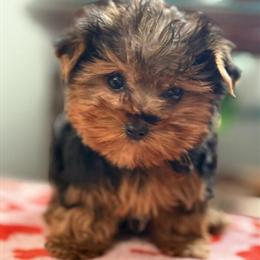Yorkshire Terrier Puppies Available This Valentine's Day in Mount Prospect, il