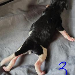 Standard Poodle Jackson - 8 Weeks Old, Ready May 18th in Dover, oh