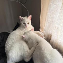 Rare Russian White Cat for Rehoming in Brooklyn, ny