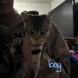 Friendly 4 Month Old Kittens in Need of Rehoming in Columbus, oh