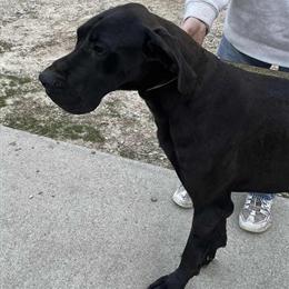 Male Great Dane Available in Waterbury, ct