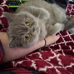 Exotic Male Cat Available for Breeding in Eugene, or