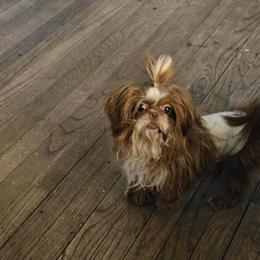 Shih Tzu Stud Service - Sammy, 2 Years Old, Red Color in Warren, mi