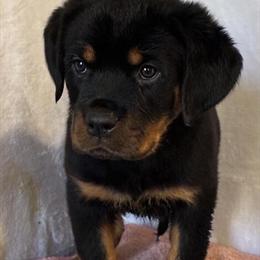 AKC Female Rottweiler Puppy Ready for a New Home in Atlanta, ga