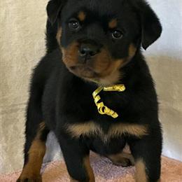 Beautiful AKC Female Rottweiler Pup Looking for a New Home in Atlanta, ga