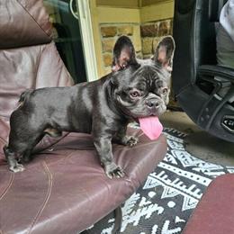 French Bulldog Stud Male for Breeding in Loveland, co