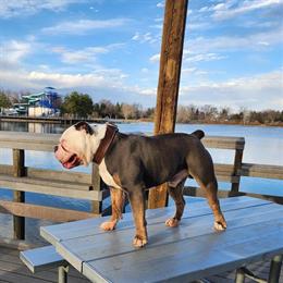 Olde English Bulldog Stud Available in Loveland, co