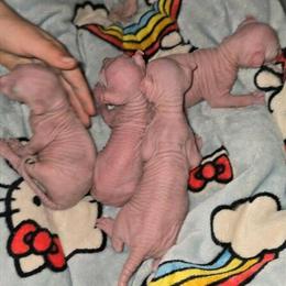 Sphynx Kittens Ready in 12 Weeks in Havana, il