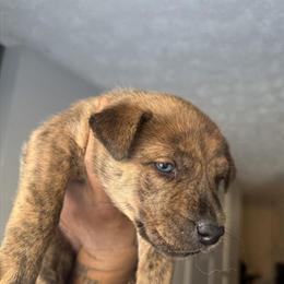 Husky Puppies Available in Cincinnati, oh