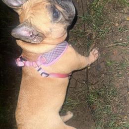French Bulldog for Sale - Price Negotiable in Birmingham, al