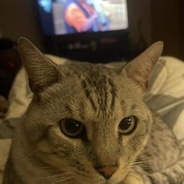 Silver Male Bengal Stud for Sale - TICA Registered in Painesville, oh