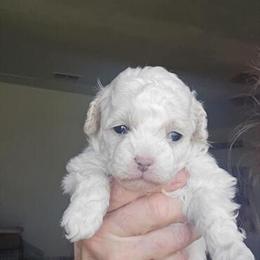AKC Toy Poodle - White Male, House Trained, Moving Sale in Owasso, ok