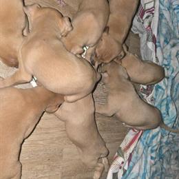 Pitbull Puppies for Sale - 7 Weeks Old in Daytona Beach, fl