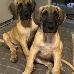 Female Great Dane Puppies Available in Mora, mn