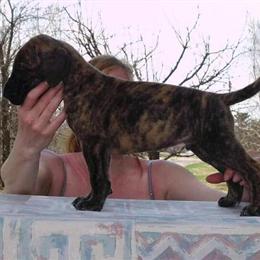 Great Dane puppies available - Fawn & Brindle colors in Mora, mn