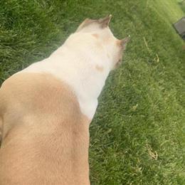 Female Shorty Bull Looking for a New Home in Fort Wayne, in