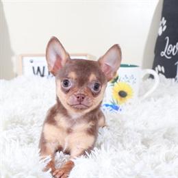 Handsome Chocolate Chihuahua Puppy Available in Mount Vernon, oh