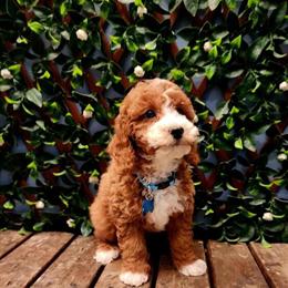 Cavapoo Male Looking for Forever Home in Indianapolis, in