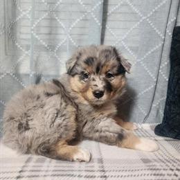 Australian Shepherd Merle Ready for Forever Home in Indianapolis, in
