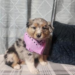 Female Merle Australian Shepherd Looking for a Forever Home in Indianapolis, in