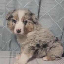 Male Merle Australian Shepherd Ready for Adoption in Indianapolis, in