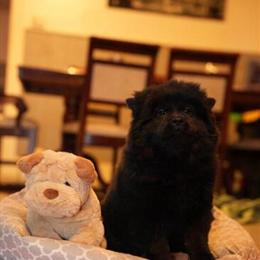 Chow Chow Puppy Looking for a Forever Home in Raleigh, nc