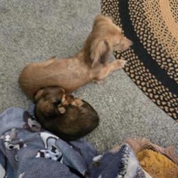 Female Dachshund Puppy Available February 28 in Stevensville, md
