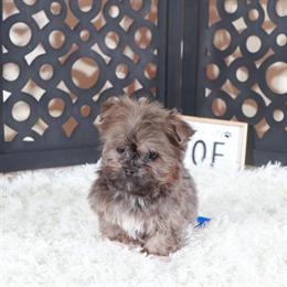 Charming Male Havanese Puppy Available in Mount Vernon, oh