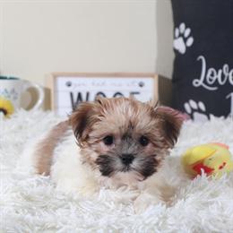 Havanese Puppy - Beautiful Brown & White Female in Mount Vernon, oh