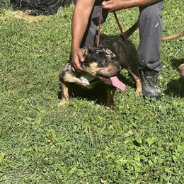 Tri Merle Micro Male Bully for Stud in Indianapolis, in