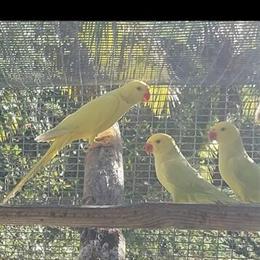 Indian Ringneck Hen for Breeding in Miami, fl