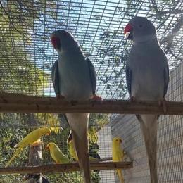 Indian Ringneck Hen - 18 Months Old in Miami, fl