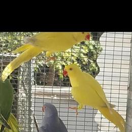 Lutino Indian Ringneck Hen for Breeding in Miami, fl