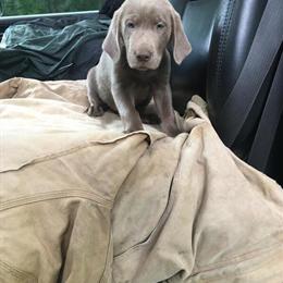 Silver Labrador Retriever for Sale in Bowlus, mn