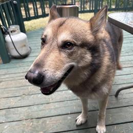 German Shepherd Timberwolf Mix Stud Available for Breeding in Portland, or