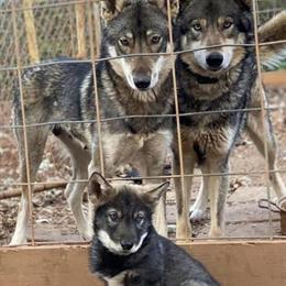 Wolfdog Puppy - 12 Weeks Old in Summerfield, nc