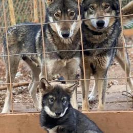 Wolfdog Puppies Available in December in Summerfield, nc