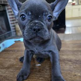 French Bulldog Puppies Available in Stroudsburg, pa