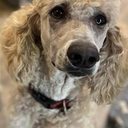 Stud Service for Red/Apricot Standard Poodle in Melbourne, fl