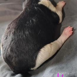 AKC Standard Parti Poodle Veronika Ready for New Home in Dover, oh