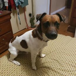 Jack Russell Puppies Free to a Good Home - Only 1 Male Left! in Louisville, ky
