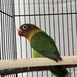 Fischer's Lovebirds, 5 Months Old, Local Pickup in Louisville, KY in Louisville, ky