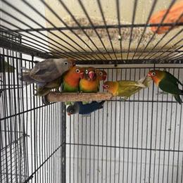 Lovibirds for Adoption - 4 Months Old in Louisville, ky