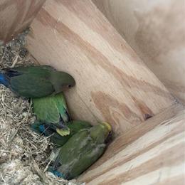 Lovebird for Adoption in Louisville, ky