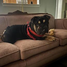 Male English Bulldog Rehoming - 1 Year Old in Westfield, in