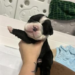 English Bulldog Puppies Ready to Go Home January 10th in Worcester, ma