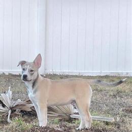 Siberian Husky Mix Available in Fort Myers, fl