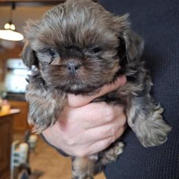 Blue Shih Tzu Ready for a Forever Home in Roscommon, mi