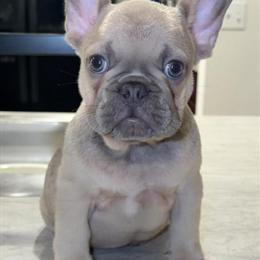 French Bulldog Puppies Ready for Forever Homes in Port Saint Lucie, fl